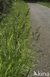 Europese hanenpoot (Echinochloa crus-galli)