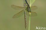 Groene glazenmaker (Aeshna viridis) 