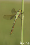 Groene glazenmaker (Aeshna viridis) 