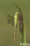 Groene glazenmaker (Aeshna viridis) 