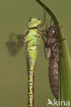 Groene glazenmaker (Aeshna viridis) 