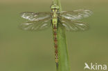 Groene glazenmaker (Aeshna viridis) 