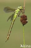 Groene glazenmaker (Aeshna viridis) 