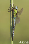 Groene glazenmaker (Aeshna viridis) 