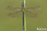 Groene glazenmaker (Aeshna viridis) 