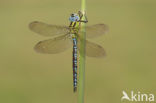 Groene glazenmaker (Aeshna viridis) 