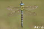 Groene glazenmaker (Aeshna viridis) 