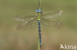 Groene glazenmaker (Aeshna viridis) 