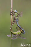 Groene glazenmaker (Aeshna viridis) 