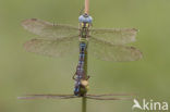 Groene glazenmaker (Aeshna viridis) 