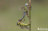 Groene glazenmaker (Aeshna viridis) 