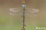 Groene glazenmaker (Aeshna viridis) 