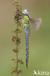 Groene glazenmaker (Aeshna viridis) 