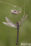 Groene glazenmaker (Aeshna viridis) 