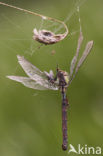 Groene glazenmaker (Aeshna viridis) 