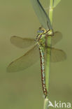 Groene glazenmaker (Aeshna viridis) 