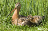 Grutto (Limosa limosa) 