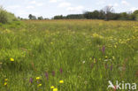 IJle Moerasorchis (Orchis laxiflora)