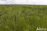 IJle Moerasorchis (Orchis laxiflora)