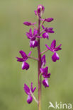 IJle Moerasorchis (Orchis laxiflora)