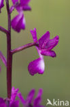 IJle Moerasorchis (Orchis laxiflora)