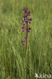 IJle Moerasorchis (Orchis laxiflora)