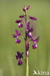 IJle Moerasorchis (Orchis laxiflora)