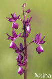 IJle Moerasorchis (Orchis laxiflora)