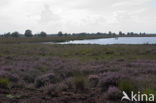 Internationaal Natuurpark Bourtanger Moor-Bargerveen