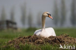 Knobbelzwaan (Cygnus olor)