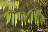 Kraakwilg (Salix fragilis)