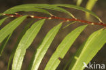 Kraakwilg (Salix fragilis)