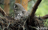 Laplanduil (Strix nebulosa)