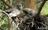 Laplanduil (Strix nebulosa)