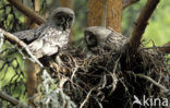 Laplanduil (Strix nebulosa)