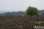 Lemelerberg en Archemerberg