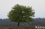 Lemelerberg en Archemerberg