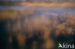 Nationaal Park de Biesbosch