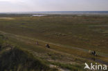 Nationaal park Schiermonnikoog