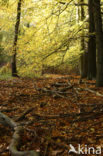 Nationaal Park Veluwezoom