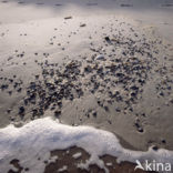 Noordzee