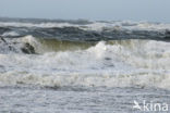 Noordzee