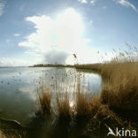 Oostvaardersplassen