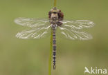 Paardenbijter (Aeshna mixta)