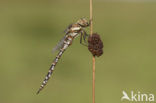 Paardenbijter (Aeshna mixta)