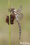 Paardenbijter (Aeshna mixta)