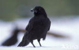 Raaf (Corvus corax) 