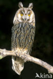 Ransuil (Asio otus) 