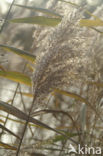 Riet (Phragmites australis)