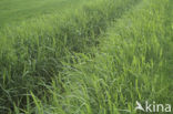 Riet (Phragmites australis)